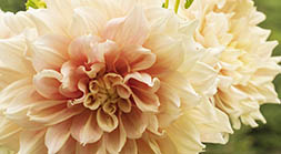 Beak out Dahlia